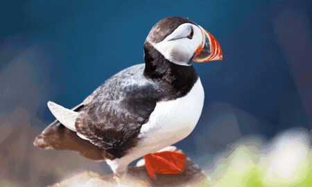 Voronoi Mesh Generation